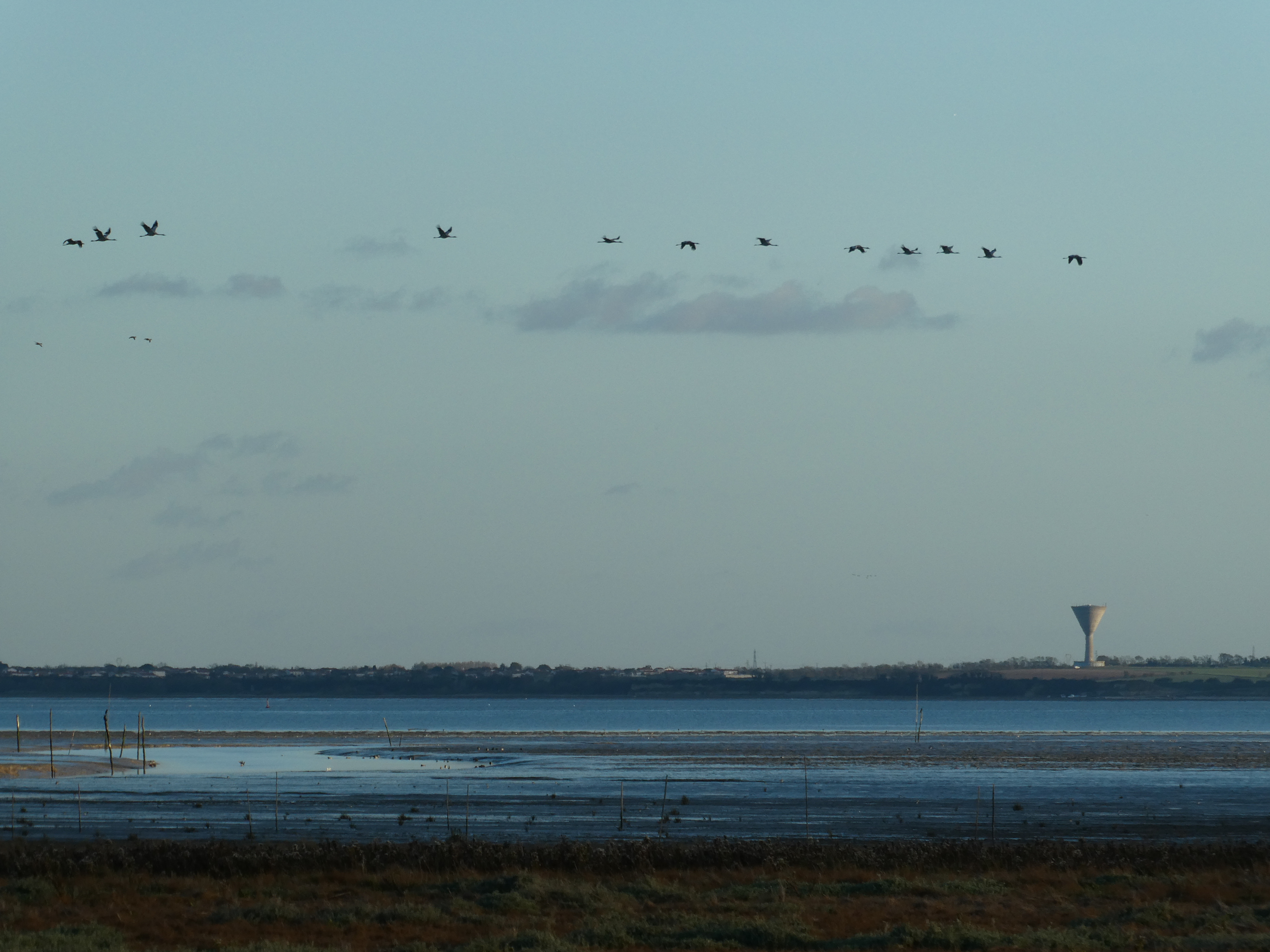 Vol de grues devant l'observatoire